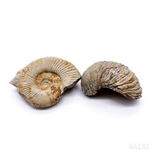 Set Di 2 Fossili Ammonite