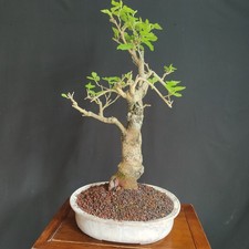 Pre bonsai gelso nero - pre,
