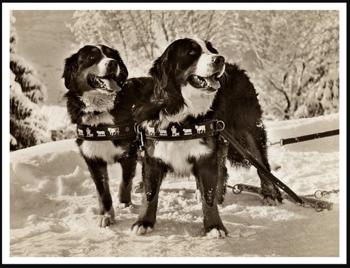 Poster stampa foto cane - cane, da