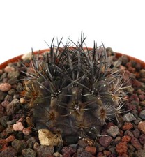 Neoporteria curvispina - Neoporteria Spinosa Curva | Cactus Cileno