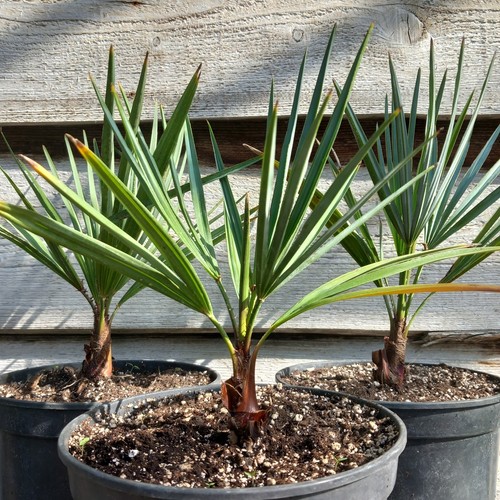 Chamaerops humilis cerifera