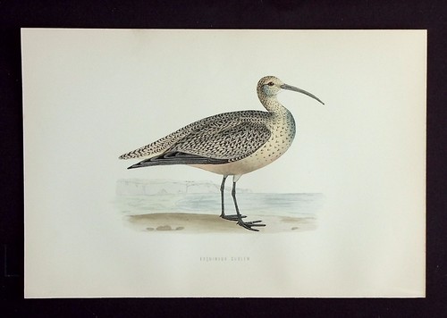Eskimo curlew ornitologico - curlew,,