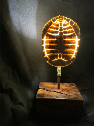 Lampada carapace tartaruga - lampada, di