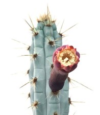 Pilosocereus pentaedrophorus