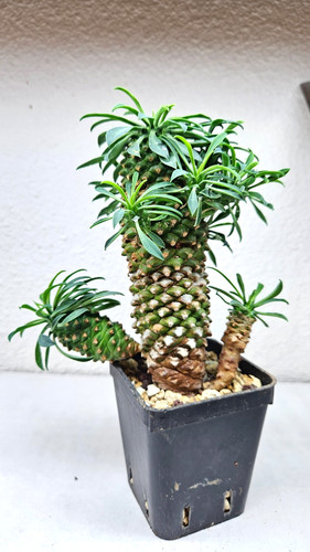 Euphorbia hypogea live - hypogea, ➡️--live