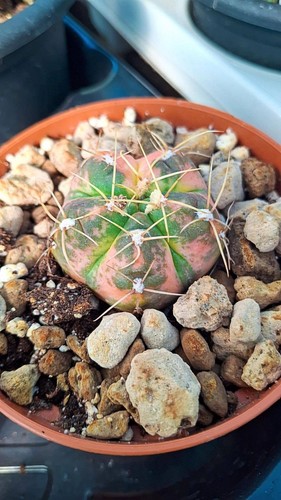 Gymnocalycium paraguayense