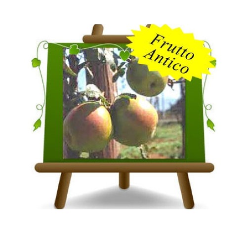 Meli appia albero frutto - albero,