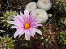 Turbinicarpus (CACTUS) semi