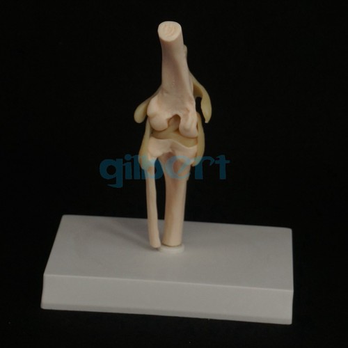 Ginocchio cane modello