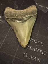 dente di megalodonte Squalo Alta Qualità