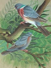 Dipinto indiano miniatura