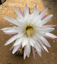 T.CEREUS CANDICANS - PIANTA DA