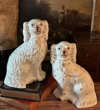 Stupenda coppia cani spaniel