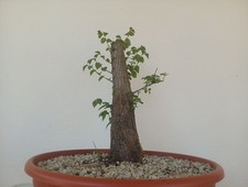 Bonsai olmo - xl, olmo(ulmus