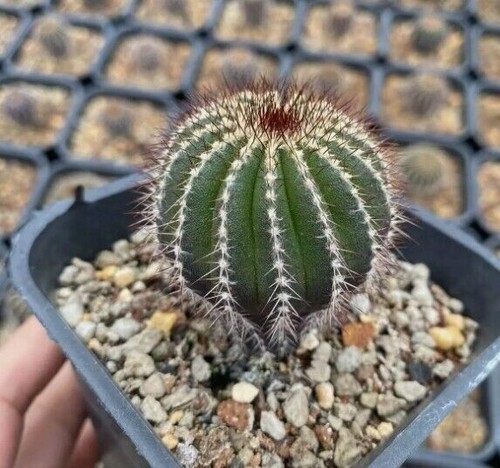 1pcs uebelmannia pectinifera - uebelmannia,