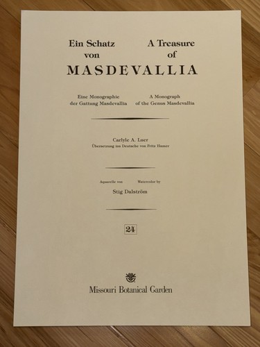 Treasure masdevallia - treasure, of