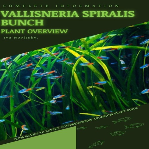 Vallisneria spiralis bunch - spiralis,