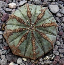Euphorbia obesa GRIGIA SELEZIONATA with brown marks N033 no variegated crested