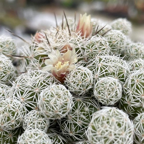 Mammillaria gracilis - ,