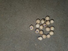 Licuala paludosa, 8 semi freschi