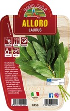 Pianta alloro in vaso - alloro,