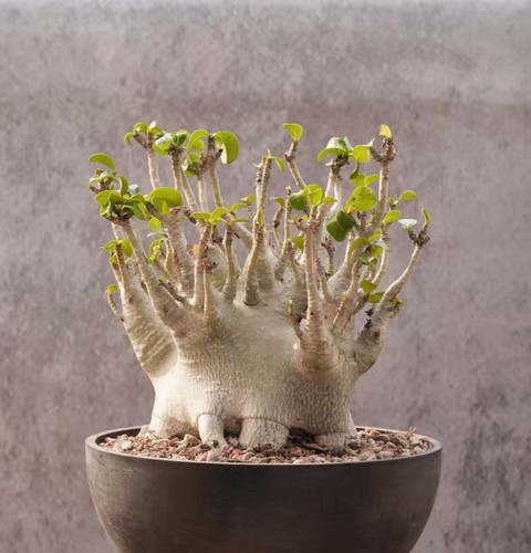 Alto dia 5 cm adenium - alto,