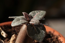 PIANTA ADENIUM SOCOTRANUM