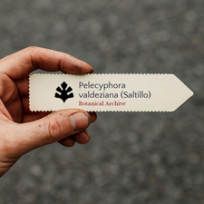 Pelecyphora valdeziana