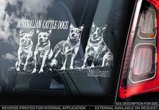 Australian Cattledogs- Car
