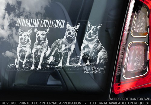 Australian cattledogs car - australian,