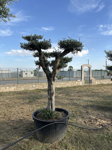 Pianta olivo leccino - leccino, bonsai