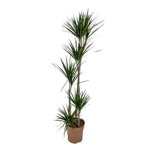 Kentis dracaena marginata - kentis,