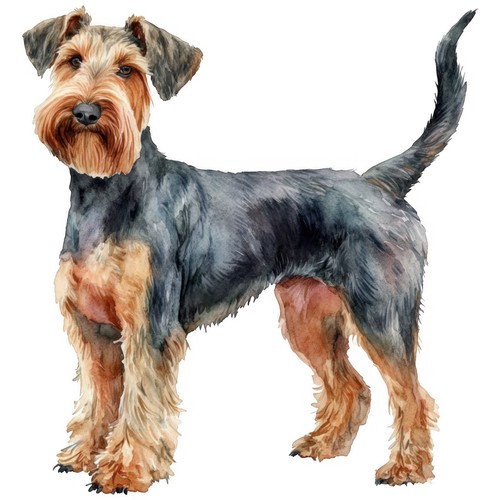 Adesivi airedale terrier - 3,