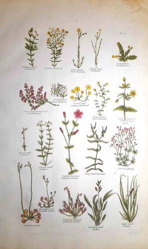 Stampa antica botanica - botanica, erbario