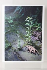 WOLFGANG TILLMANS: "Erba"