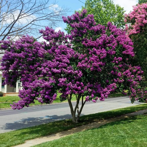 Lagerstroemia indica viola