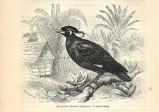 Stampa antica UCCELLO MERLO