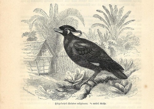 Stampa antica uccello - uccello, merlo