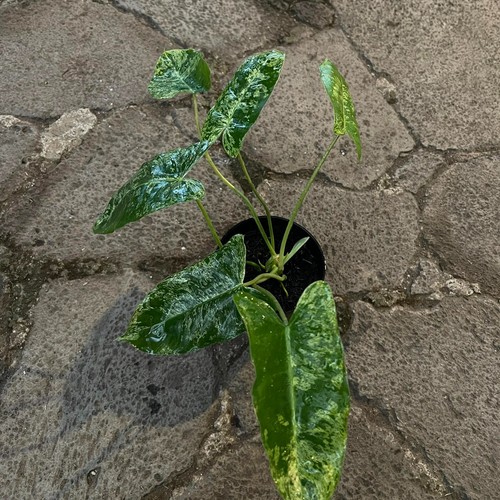 Philodendron burlemarx foglia - philodendron,