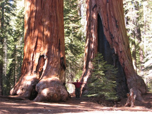 Semi sequoia gigantea - 10,
