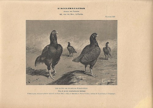 Stampa antica gallo - stampa,
