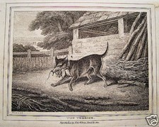 Terrier caccia cacciatore cane