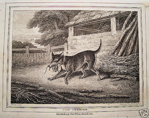 Terrier caccia cacciatore cane