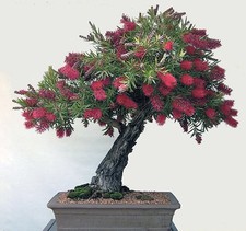 Callistemon citrinus - callistemon,