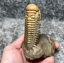 Trilobite Crotalocephalina