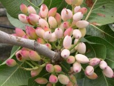 10 semi di PISTACCHIO (PISTACIA) + OMAGGIO " +SPEDIZIONE GRATUITA "