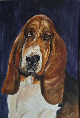 Bassett hound cane ritratto - hound,