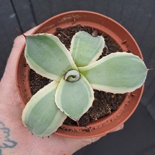 Agave parryi f.  MARGINATA