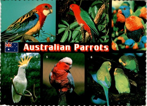 Cartolina crimson rosella - cartolina,