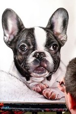 Ritratto di CANE TORO FRANCESE (cane) - Matite colorate cm. 50 x 60